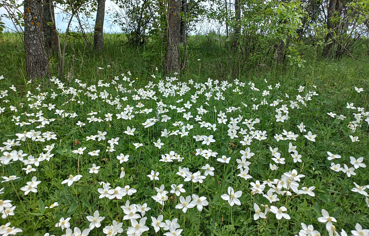 В Ефремовском районе Тульской области обнаружили растения из Красной книги