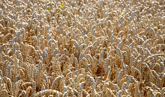 Россельхознадзор отозвал декларацию на партию пшеницы Тульского производителя