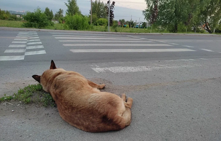 Жители Алексина пожаловались на бродячих собак, растерзавших кур