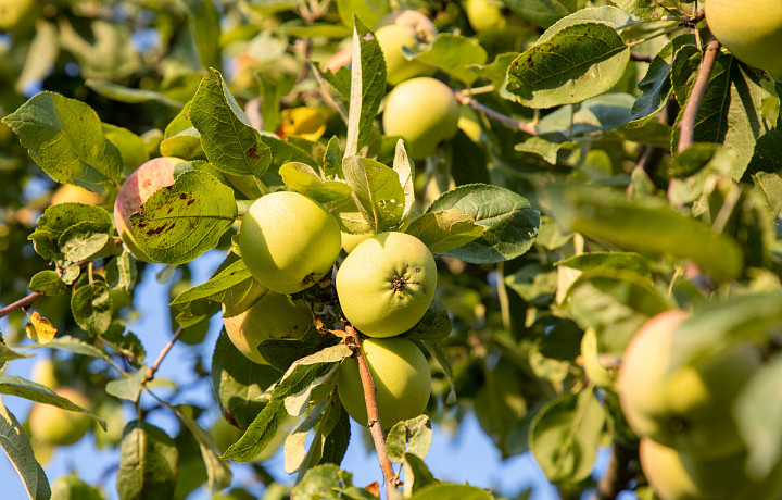 Яблоки без плесени и потемнений: тульских фермер рассказала, как сохранить яблоки до весны