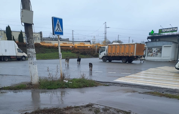 «Продолжают по округе разбойничать»: ясногорцы снова пожаловались на бродячих собак, которые охотятся за домашней птицей