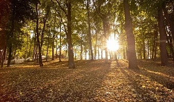 Жителей Тульской области ждет теплый октябрь