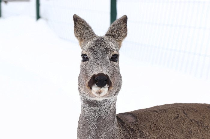 Зверские морозы: как животные зооуголка Белоусовского парка переживают снежную зиму и природные катаклизмы. Фоторепортаж