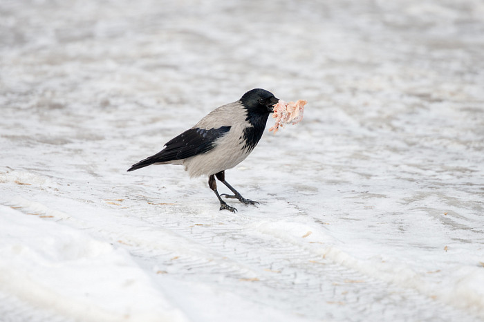 Дети на катке, бабушки – на качелях: в Тульскую область пришла календарная весна
