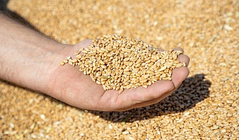 Россельхознадзор выявил нарушения при ввозе 183,5 тонн пшеницы в Тульскую область