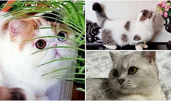 Магический шотландец за 13 млн, Гаф и наследник чемпионов: самые дорогие коты, которых продают в Туле