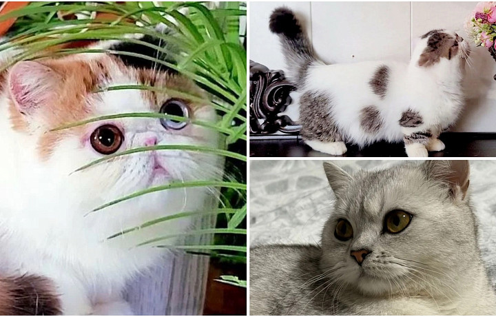 Магический шотландец за 13 млн, Гаф и наследник чемпионов: самые дорогие коты, которых продают в Туле