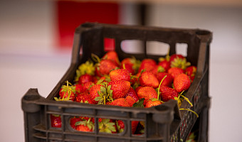 Две тонны зараженной клубники из Египта уничтожили по требованию Россельхознадзора