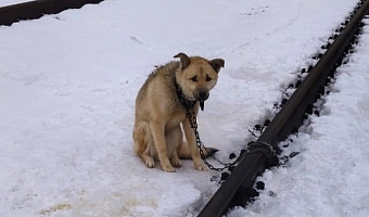 Очевидцы: В Тульской области неизвестные привязали собаку к железнодорожным путям
