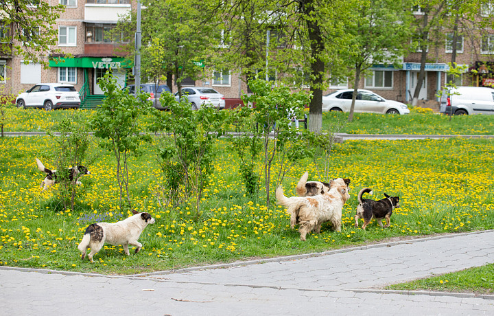 В Ефремове администрация заплатит 35 тысяч рублей за нападение бродячей собаки на ребенка