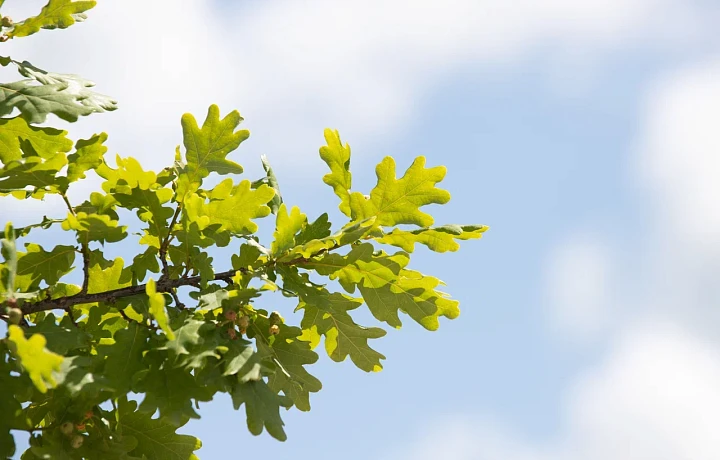 Эксперты объяснили, что может грозить за вырубку деревьев на своем участке