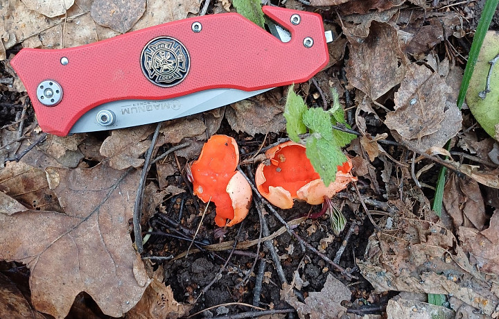 Сезон «тихой охоты»: саркосцифы, черемша и березовый сок – туляки вышли на «разведку» этой весной