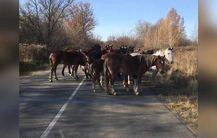 Поели рожь, затоптали картофель! Жители села Георгиевское пожаловались на табун лошадей. Кто виноват?