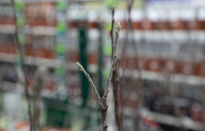 В Тульской области продавались семена и саженцы, не внесенные в Госреестр