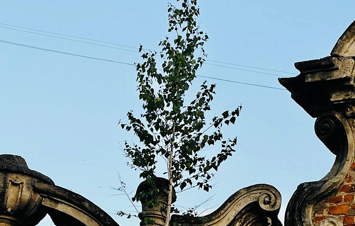 Эксперт рассказал, чем опасны березы, растущие на крыше