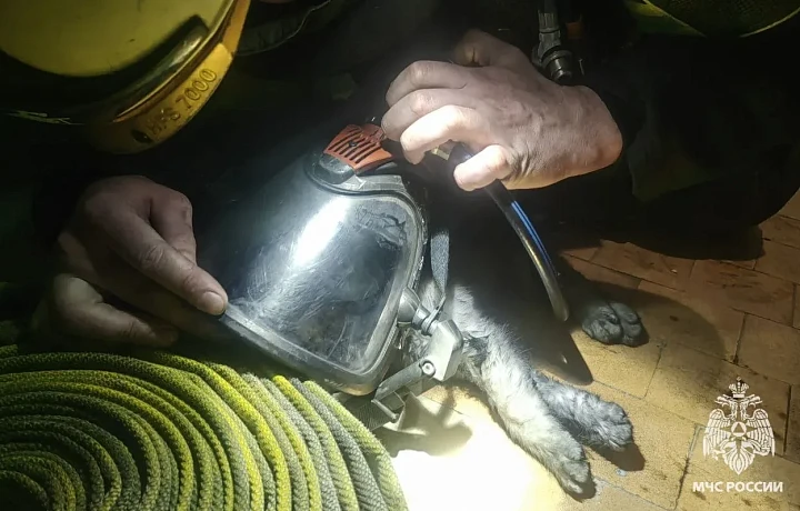 В Ефремове при пожаре эвакуировали десять человек и спасли кота