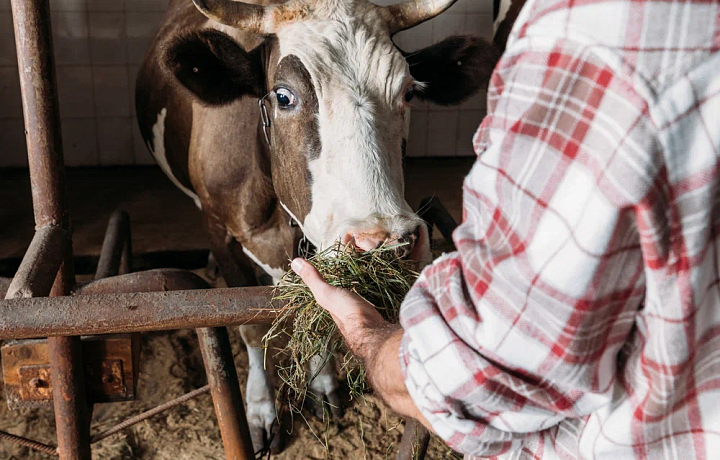 В корме тульского производителя для сельхозживотных обнаружены токсичные бактерии