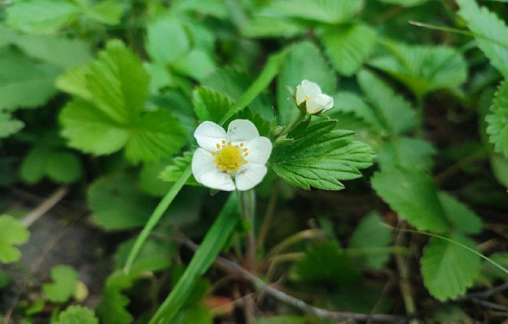В Центральном парке Тулы зацвела земляника