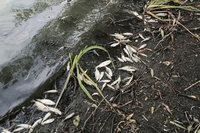 Минприроды Тульской области начало проверку из-за массовой гибели рыбы в регионе