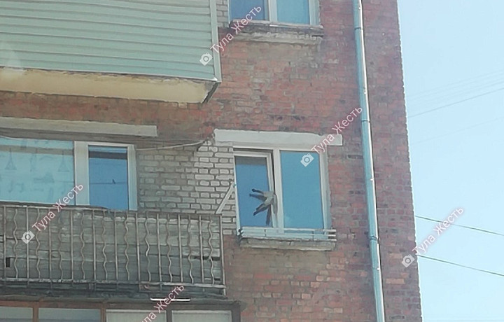 В окне дома на улице Фрунзе в Туле застрял кот