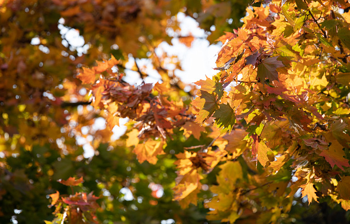 В первые осенние выходные в Тульскую область придет резкое похолодание