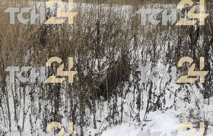 Четыре беспилотника сбили над Тульской областью 26 ноября