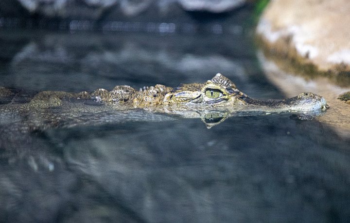 Чем опасны кайманы дома, и какие болезни они могут передать хозяину