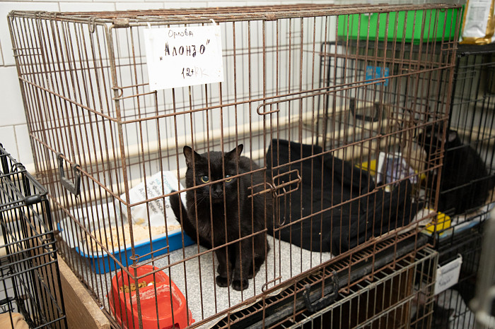 Вестники неудачи или пушистые милашки: тульские черные кошки ищут своих хозяев