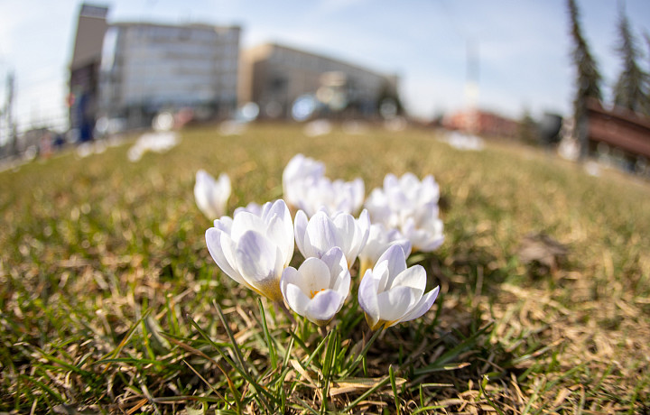 Почти май: прогноз погоды в Тульской области на 12 апреля