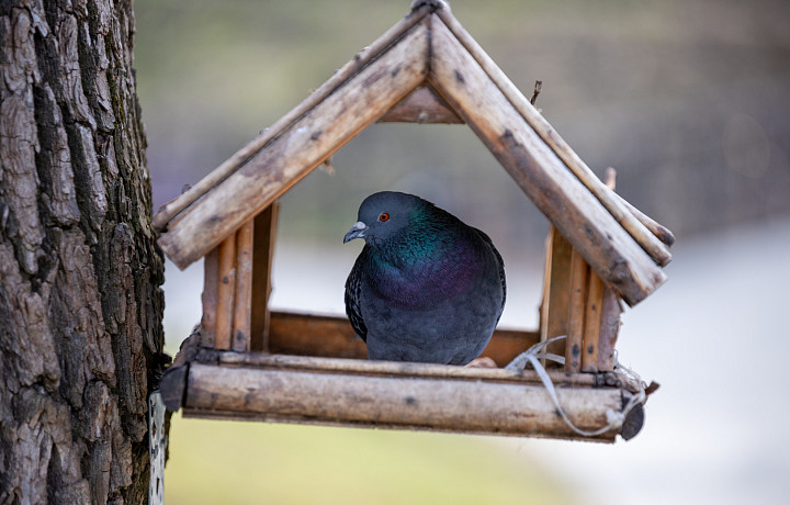 Биолог рассказал, чем можно заразиться от голубей