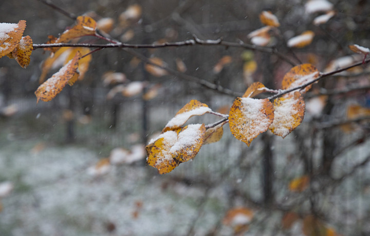 3 ноября погода в Туле ожидается без осадок и до пяти градусов тепла