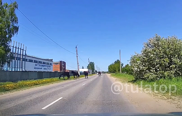 В Щекино заметили гуляющих по дороге лошадей