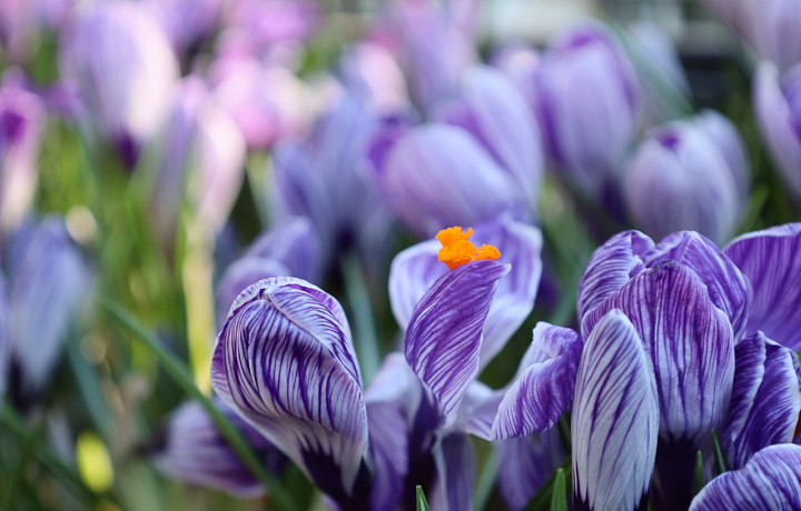 В Новомосковске посадили крокусы в память о жертвах теракта в «Крокус Сити Холле»