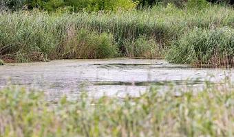 В реки Алексина годами сливают канализацию, и никто ничего не может сделать