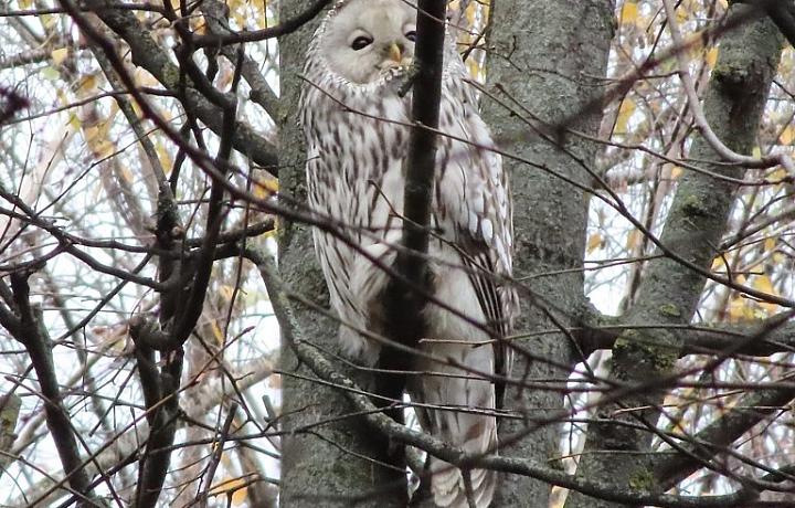 В Пролетарском парке Тулы обнаружили редкую сову - длиннохвостую неясыть
