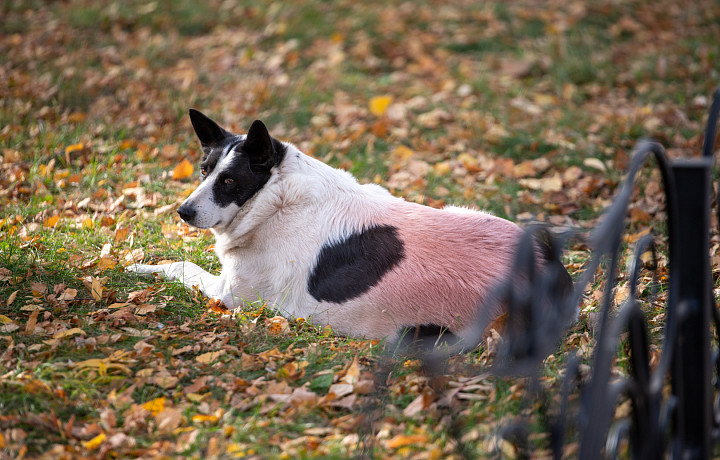 В России могут запретить посещать магазины, кафе и аптеки с собаками