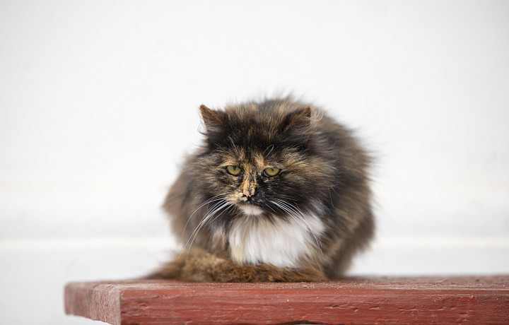 Подкармливать и пускать в подъезд: тульские зоозащитники просят помогать бездомным животным в сильные морозы