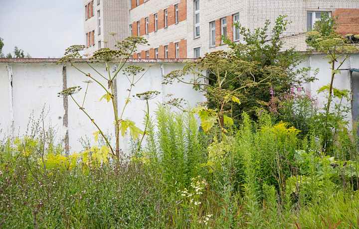 В Тульской области от борщевика обработали 1900 гектаров