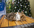 Китайский Новый год по-тульски: самые милые кролики и котики региона