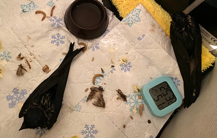 В Новомосковске Тульской области две ласточки прилипли к свежему асфальту