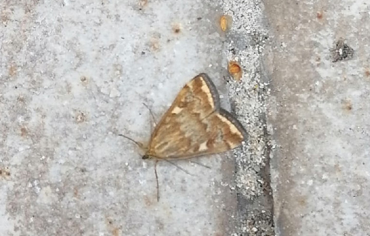 В Центральном парке Тулы нашли мотыльков, уничтоживших урожай в Киреевском районе