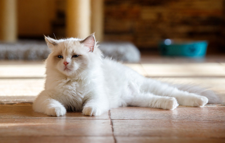 «Коты - контактные, кошки - независимые, а породистые имеют скверный характер»: какой питомец подойдет для семьи с детьми