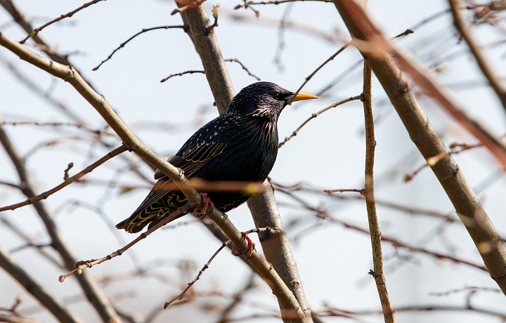 Туляков ждут магнитные бури и до -2 градусов мороза 19 декабря