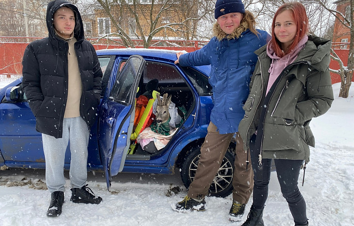 В Тульской области волонтеры спасают сбитую косулю