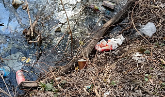 Жители Тулы обратили внимание на ужасное состояние пруда в Мясново, где жили редкие черепахи