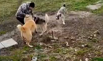 Владелец агрессивных собак, покалечивших мужчину в Уваровке, прокомментировал ситуацию