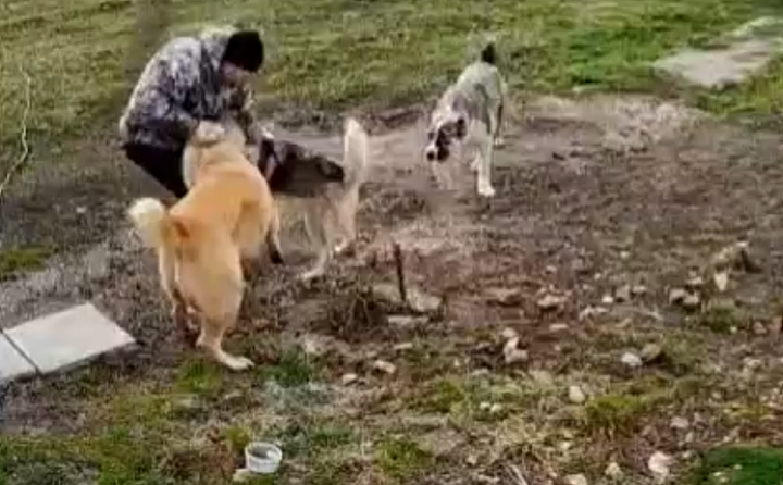 Владелец агрессивных собак, покалечивших мужчину в Уваровке, прокомментировал ситуацию