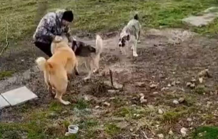 Владелец агрессивных собак, покалечивших мужчину в Уваровке, прокомментировал ситуацию