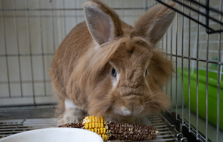 Как ухаживать за кроликами дома, и чем они могут быть опасны для человека