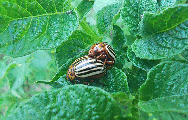 Агроном рассказал, чем отличаются химические от биологических препаратов